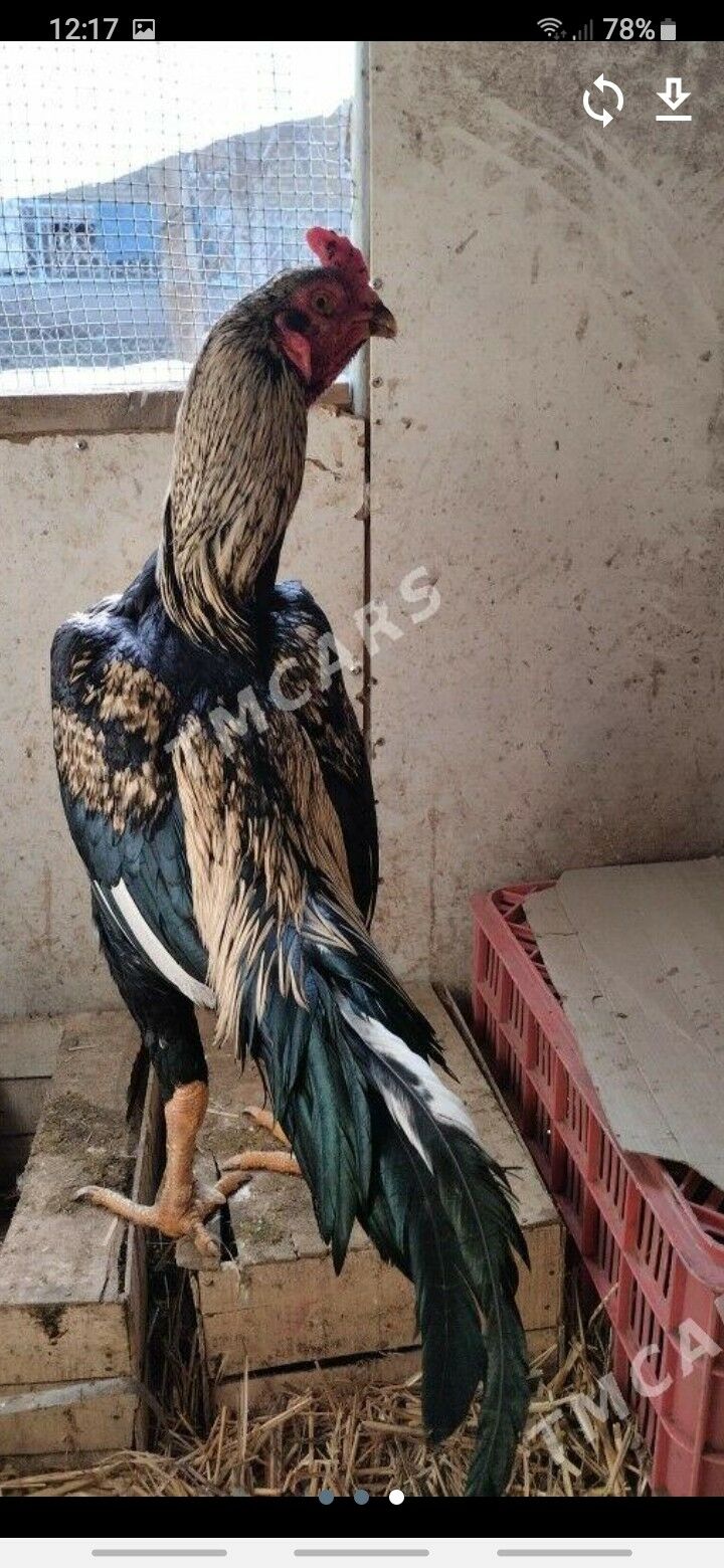 BAYES - Türkmenabat - img 8