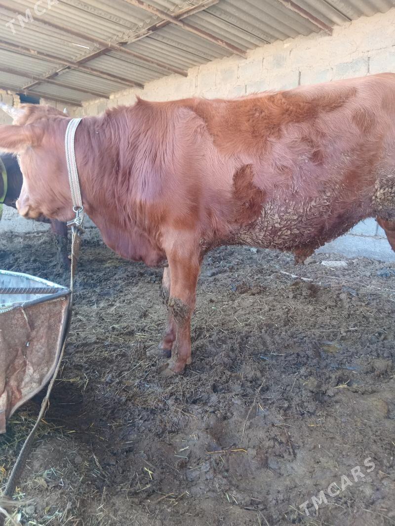 okuz - Сакарчага - img 1