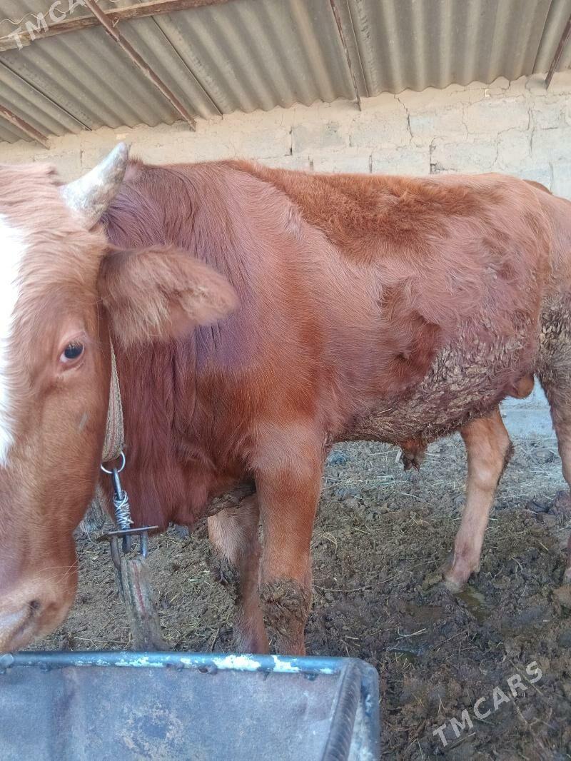 okuz - Сакарчага - img 4