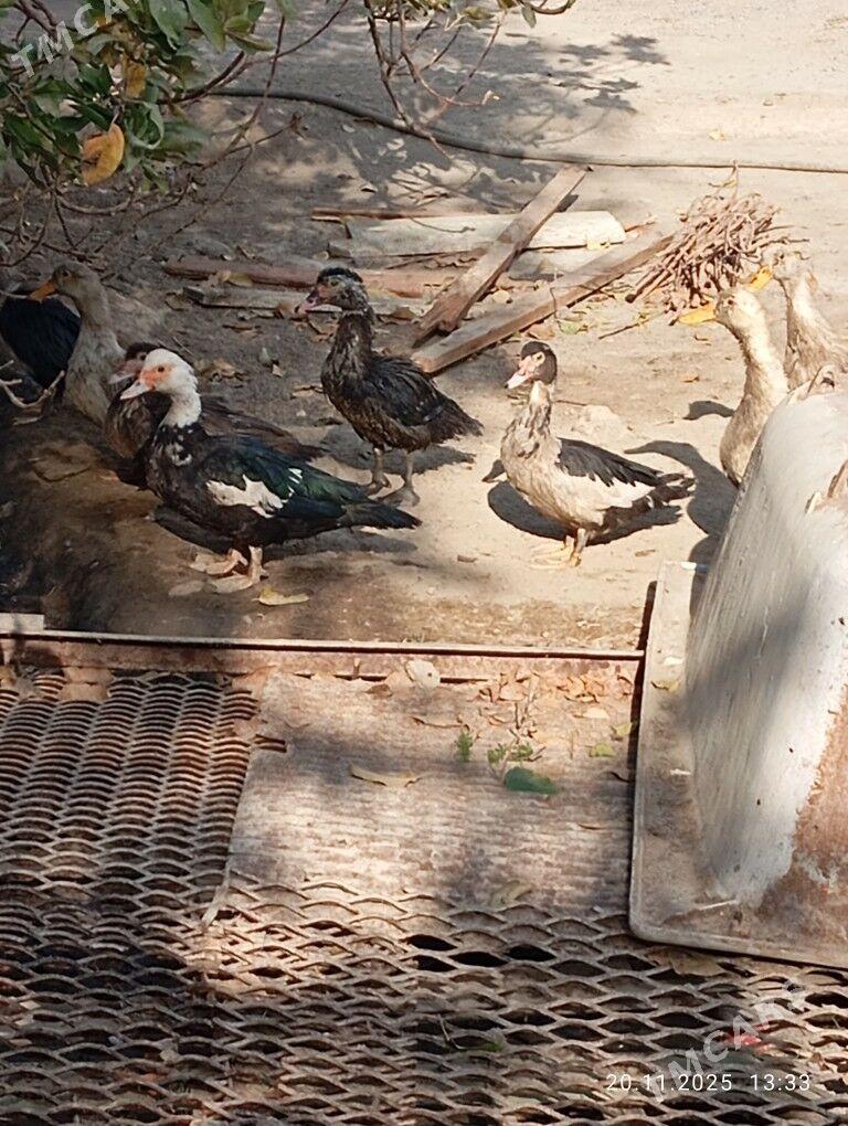 inadautga horaz - Бузмеин - img 2