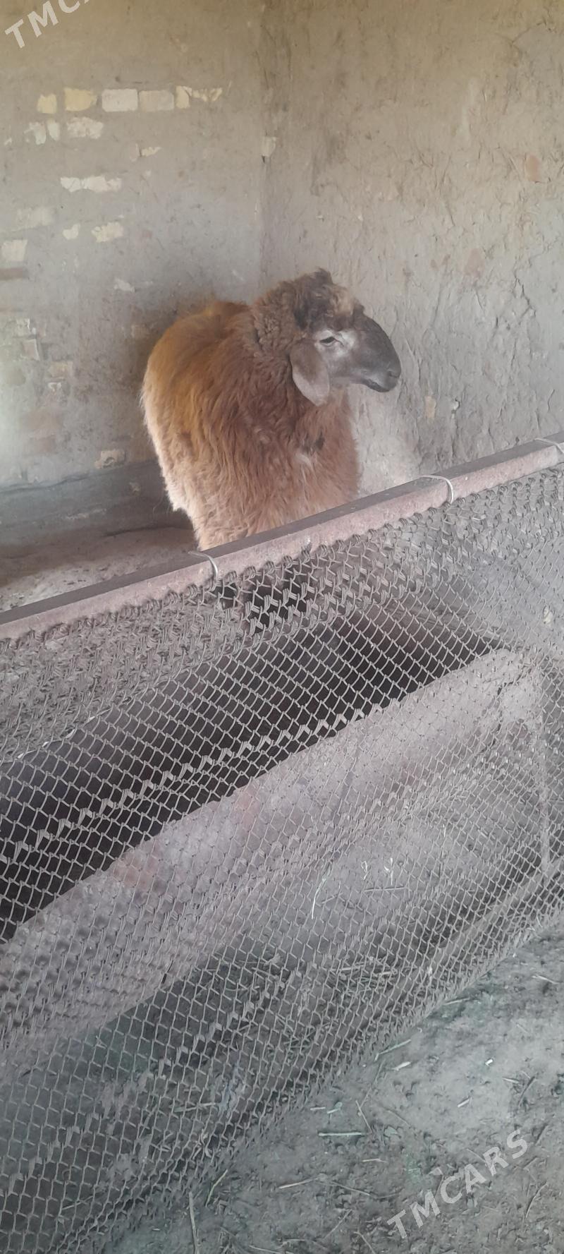 Bakylan goyun ýaşajyk tokly - Murgap - img 2