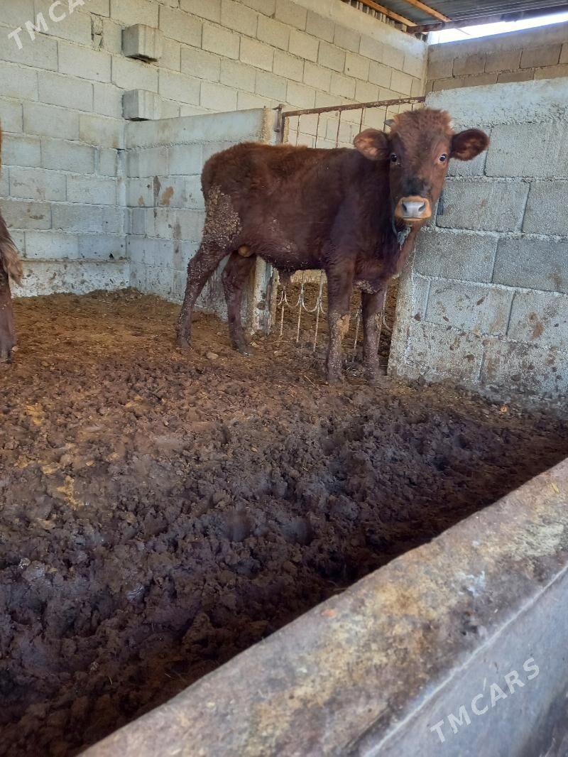 okuz - Gökdepe - img 2