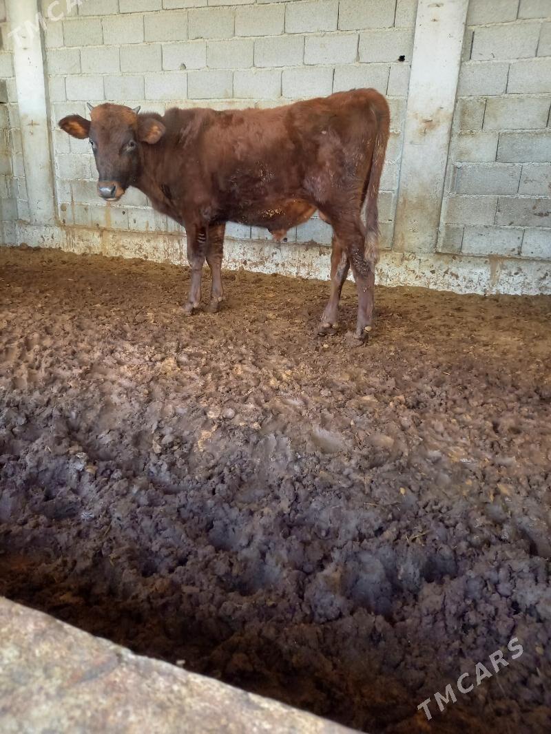 okuz - Gökdepe - img 1