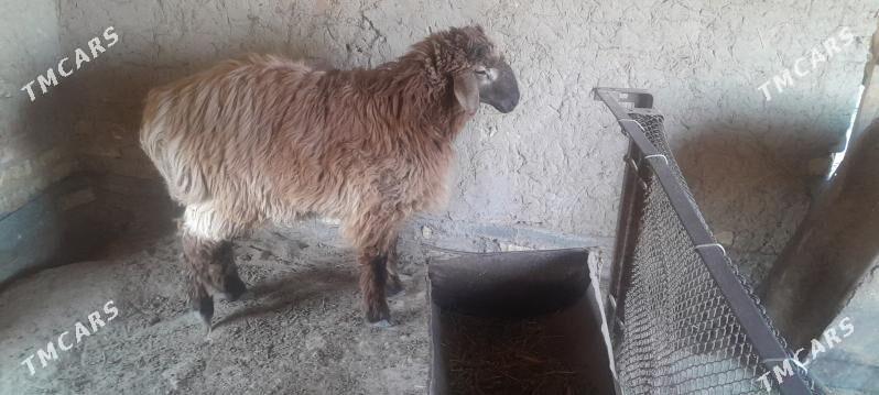 Bakylan goyun ýaşajyk tokly - Murgap - img 4