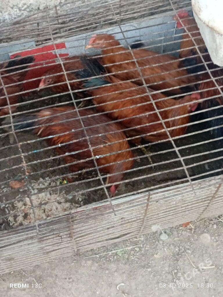 inadautga horaz - Бузмеин - img 3