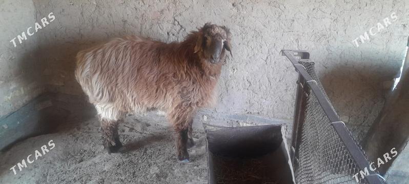 Bakylan goyun ýaşajyk tokly - Murgap - img 3