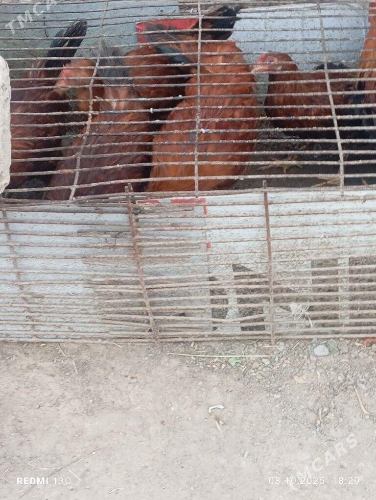 inadautga horaz - Бузмеин - img 4