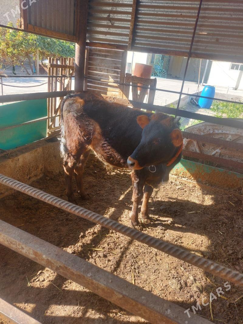 Öküz - Бузмеин - img 2