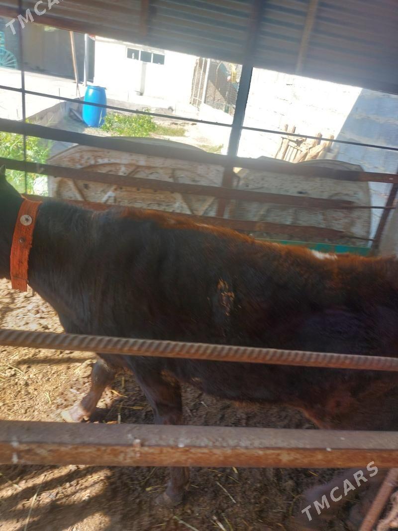 Öküz - Бузмеин - img 3