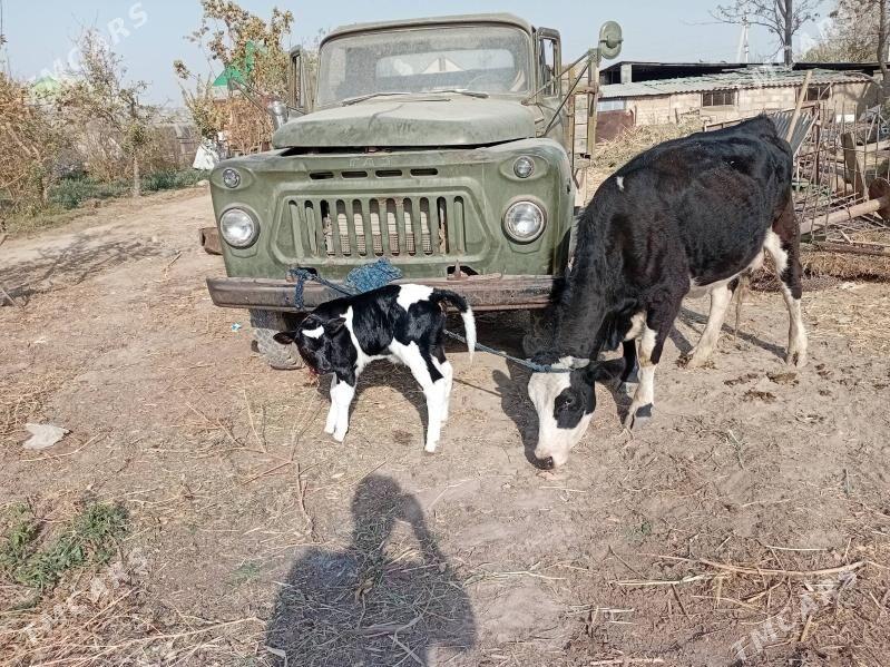 Sygyr Goleli Gurtlyda yerlimal - Гуртли - img 5