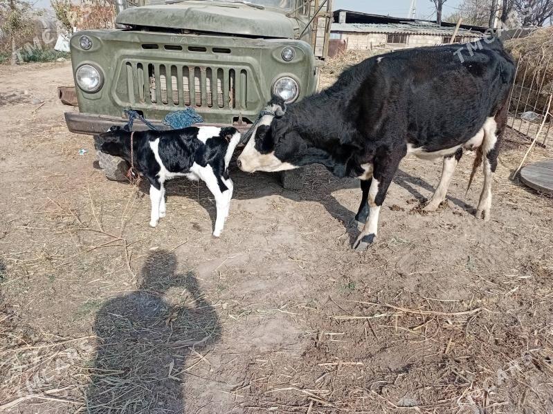 Sygyr Goleli Gurtlyda yerlimal - Гуртли - img 6