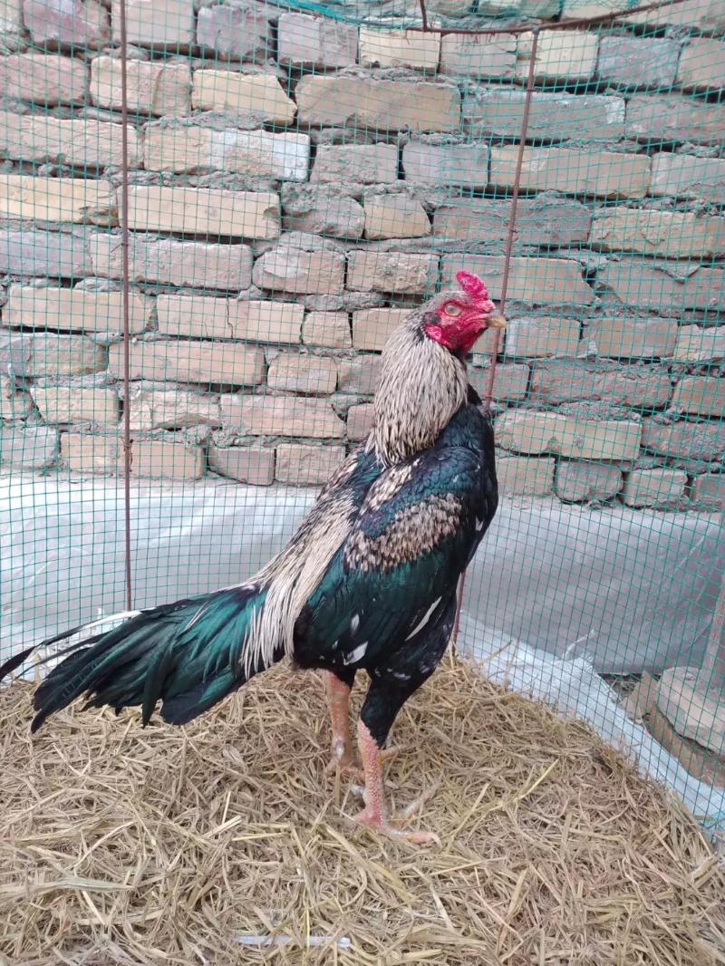 BAYES - Türkmenabat - img 9