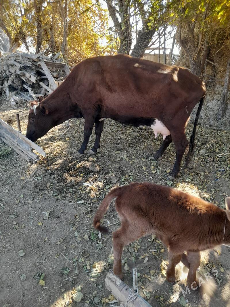 хожекли сыгыр - Туркменабат - img 3