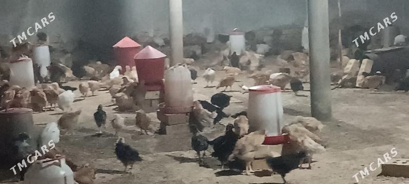 tovuk.juyje - Сакарчага - img 2