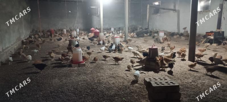 tovuk.juyje - Сакарчага - img 3