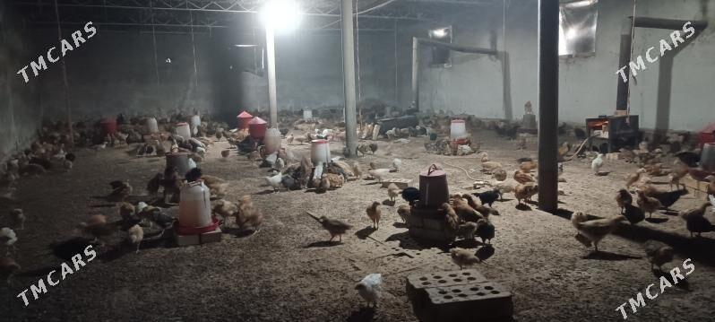 tovuk.juyje - Сакарчага - img 5