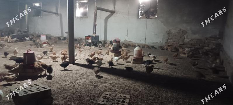 tovuk.juyje - Сакарчага - img 4