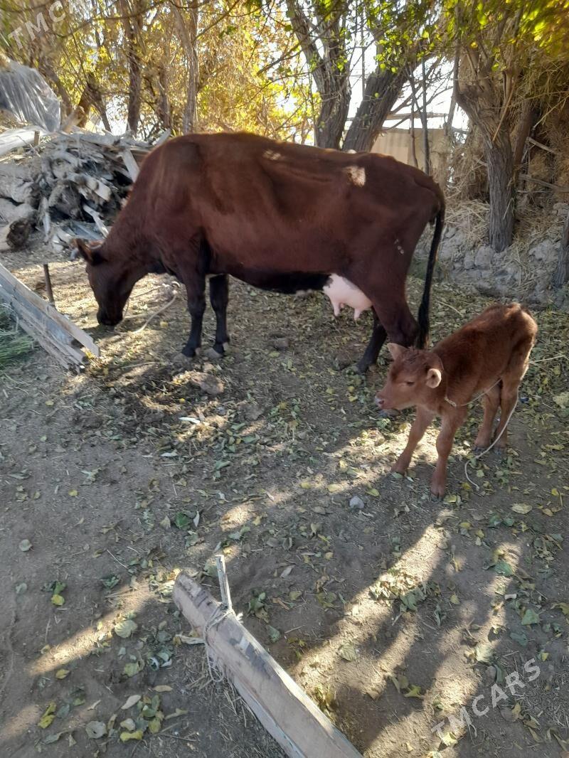 хожекли сыгыр - Туркменабат - img 2