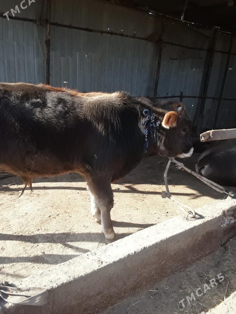 õküzce - Бабадайхан - img 1