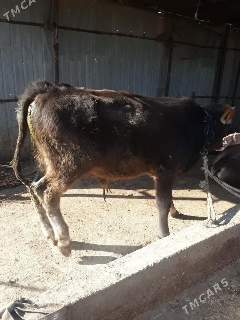 õküzce - Бабадайхан - img 2