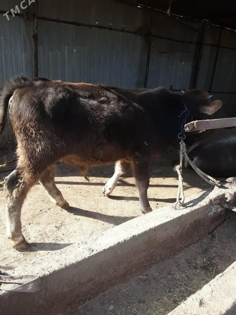 õküzce - Бабадайхан - img 3