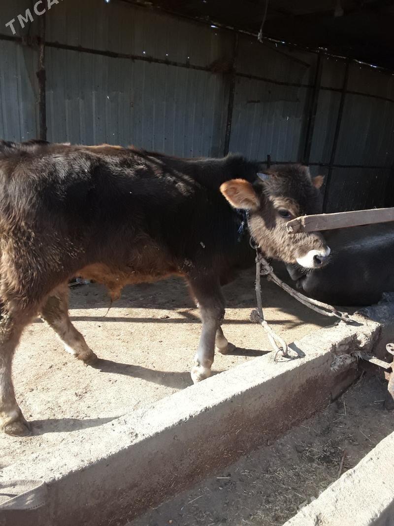 õküzce - Бабадайхан - img 4