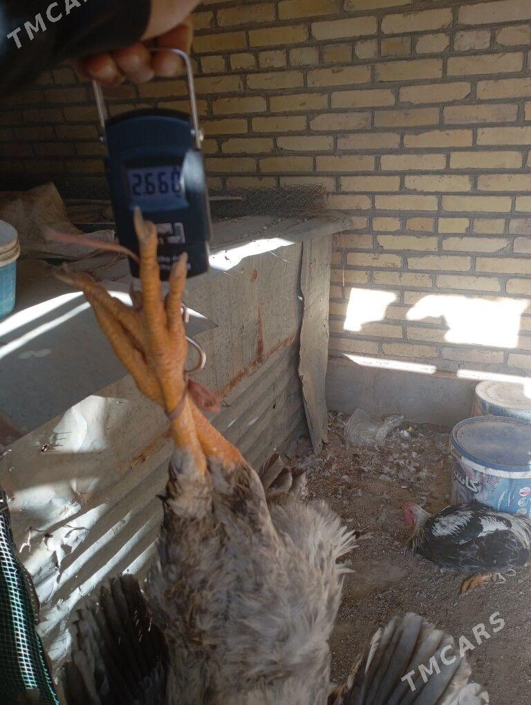 5айлык гигант парода хоразлар - Фарап - img 6