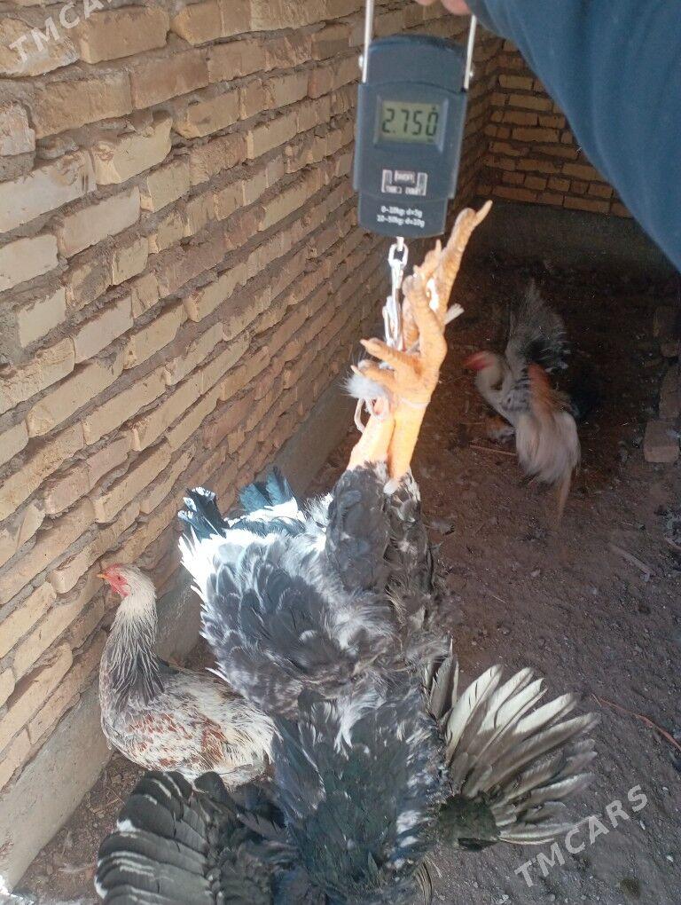 5айлык гигант парода хоразлар - Фарап - img 5