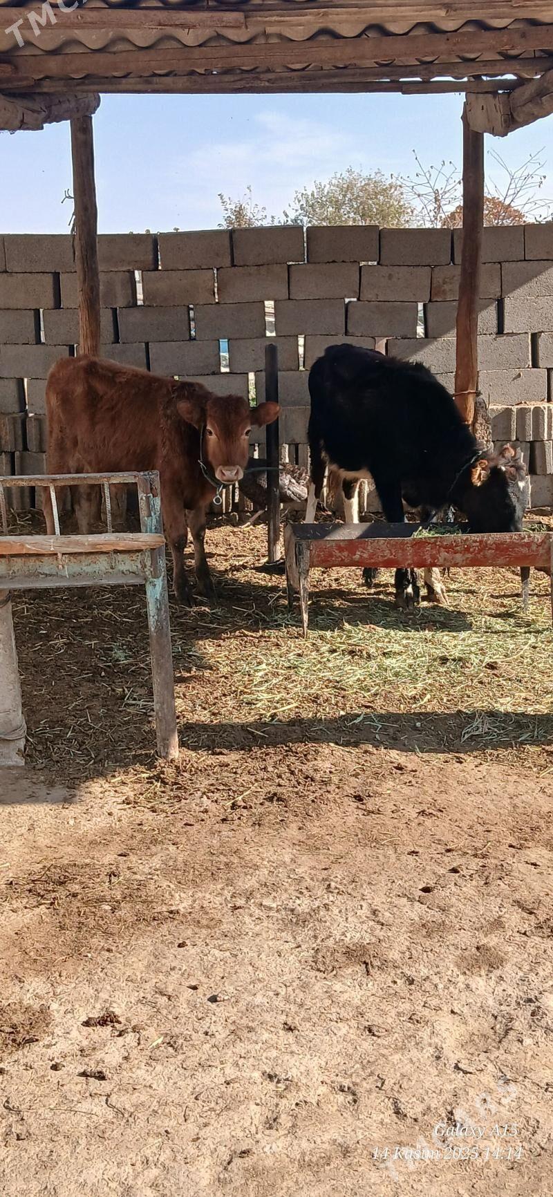 Okiz tuwe - Бахарден - img 2