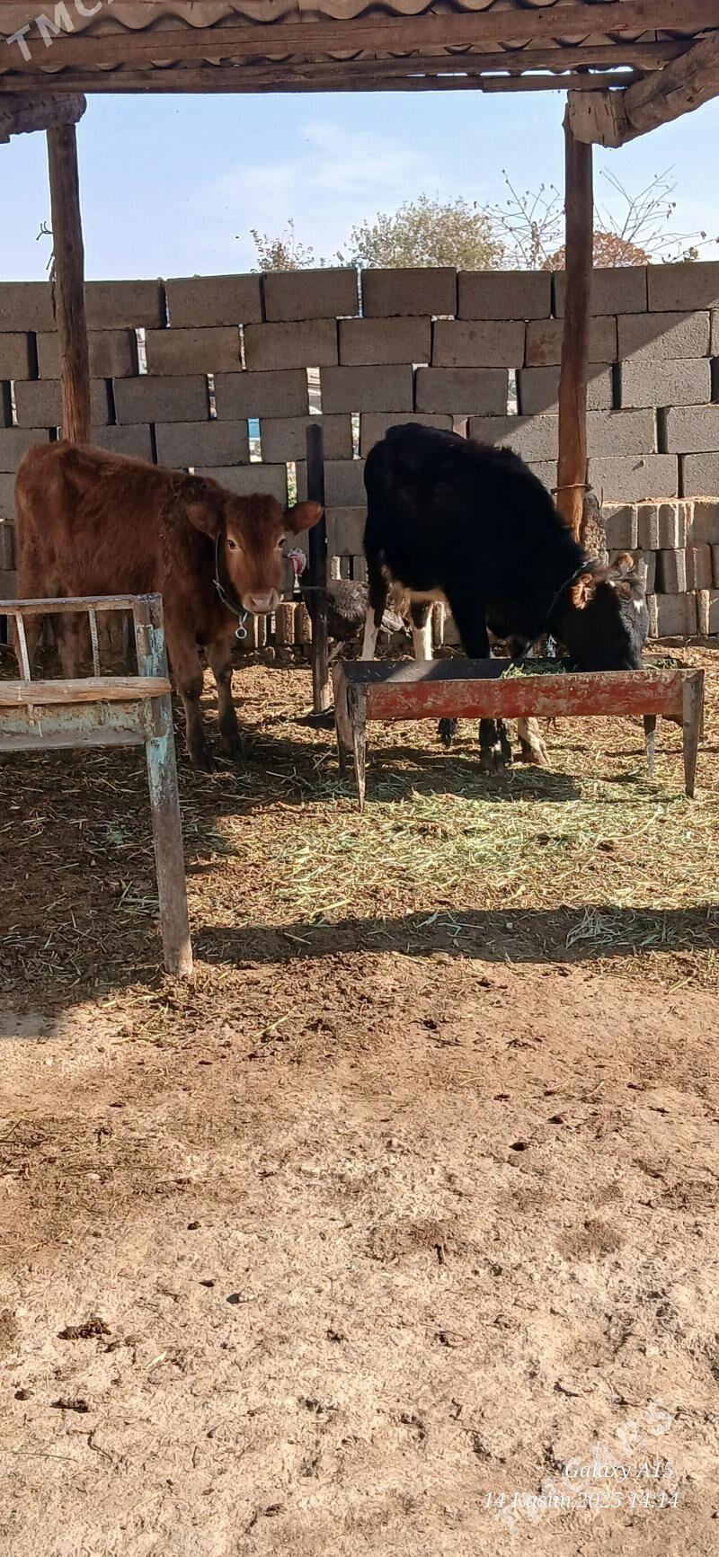 Okiz tuwe - Бахарден - img 3