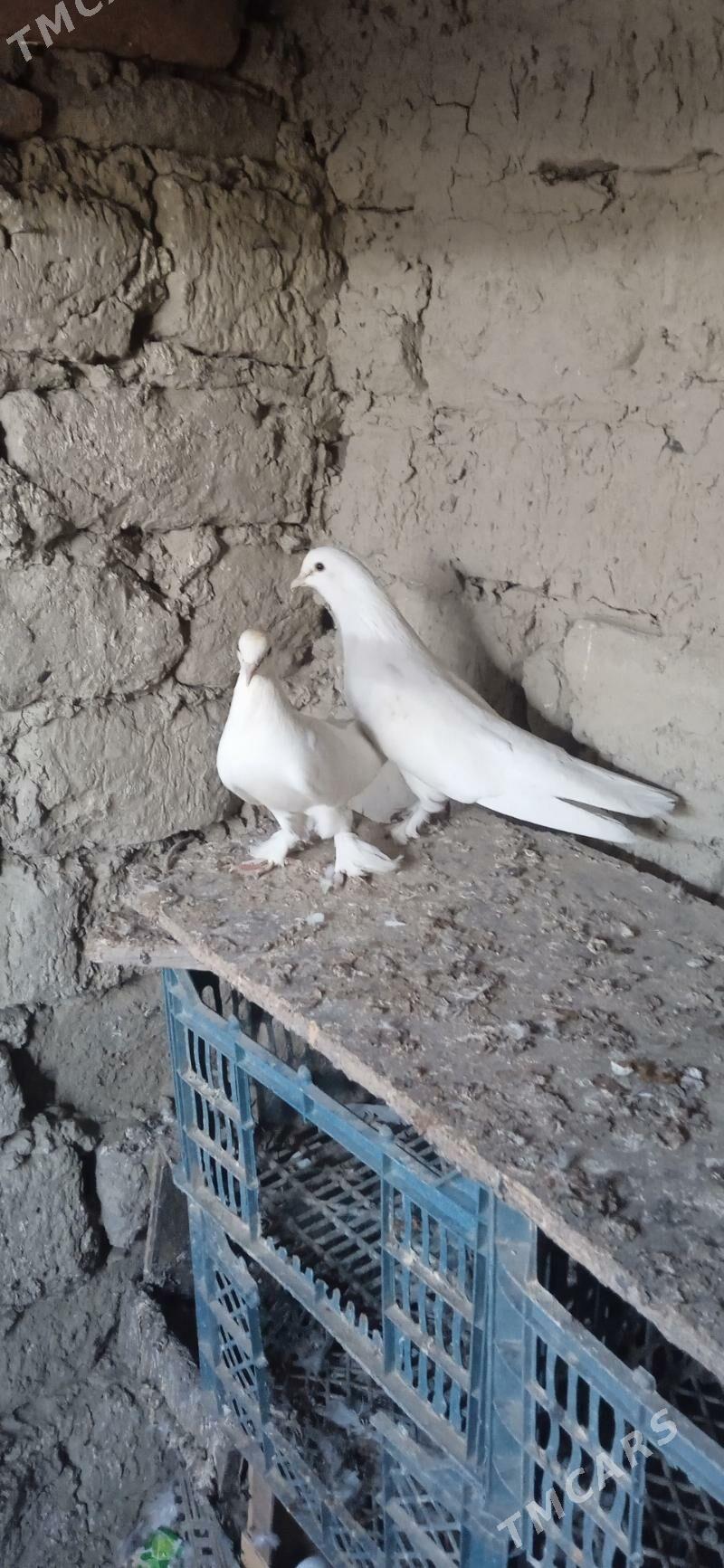 kepderi - Бахарден - img 1