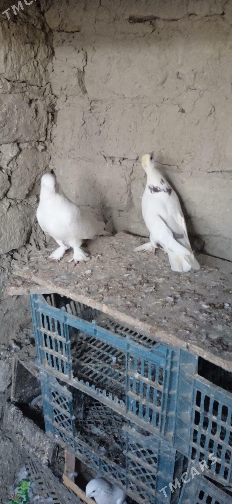 kepderi - Бахарден - img 2