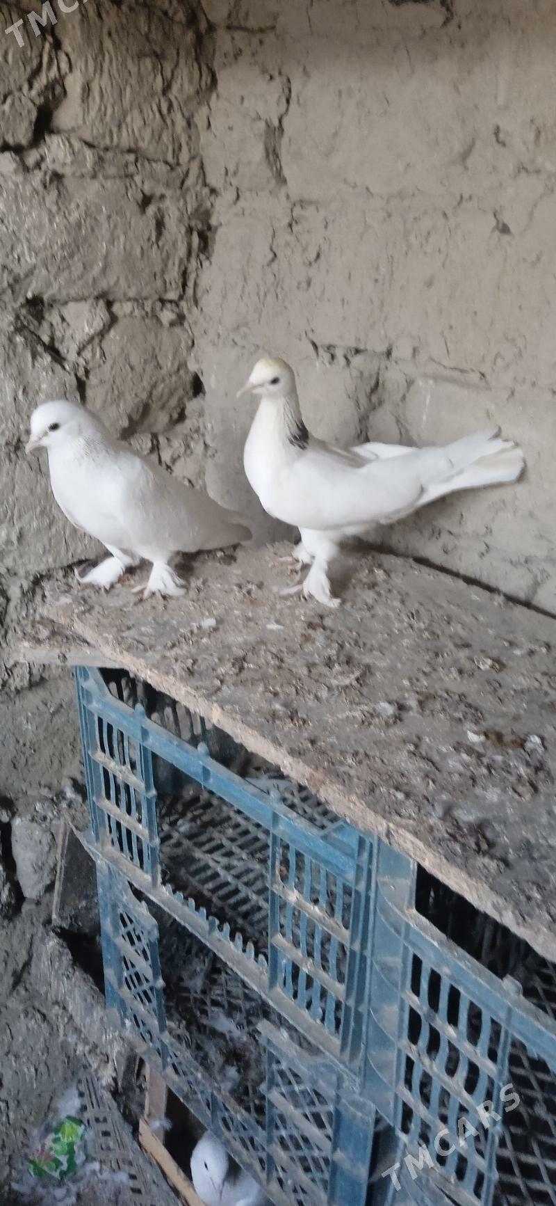 kepderi - Бахарден - img 3