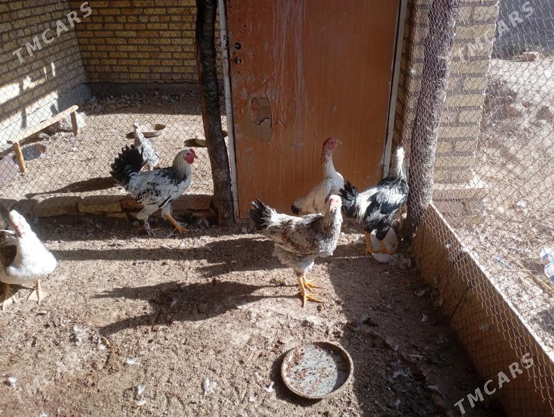 5айлык гигант парода хоразлар - Фарап - img 2