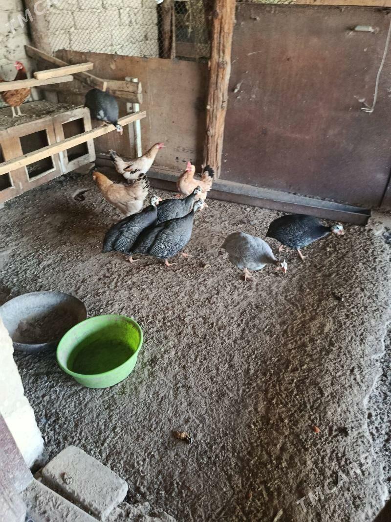 satlyk kaklik - Анев - img 3