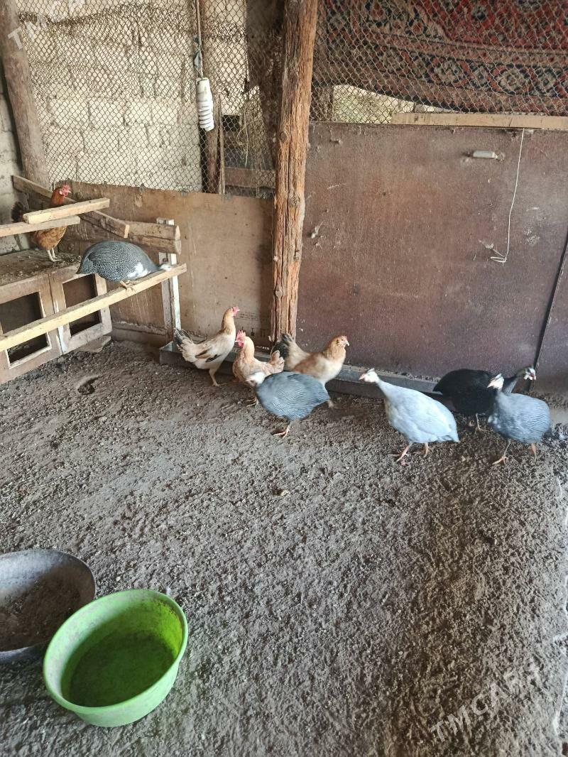 satlyk kaklik - Анев - img 4