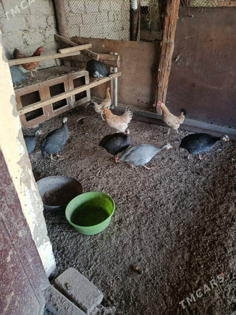 satlyk kaklik - Анев - img 2