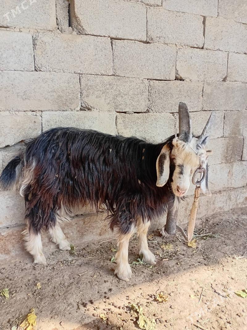 Geçi - Gökdepe - img 5