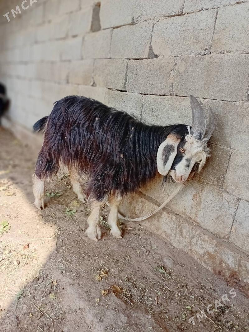 Geçi - Gökdepe - img 6