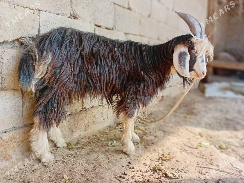 Geçi - Gökdepe - img 2