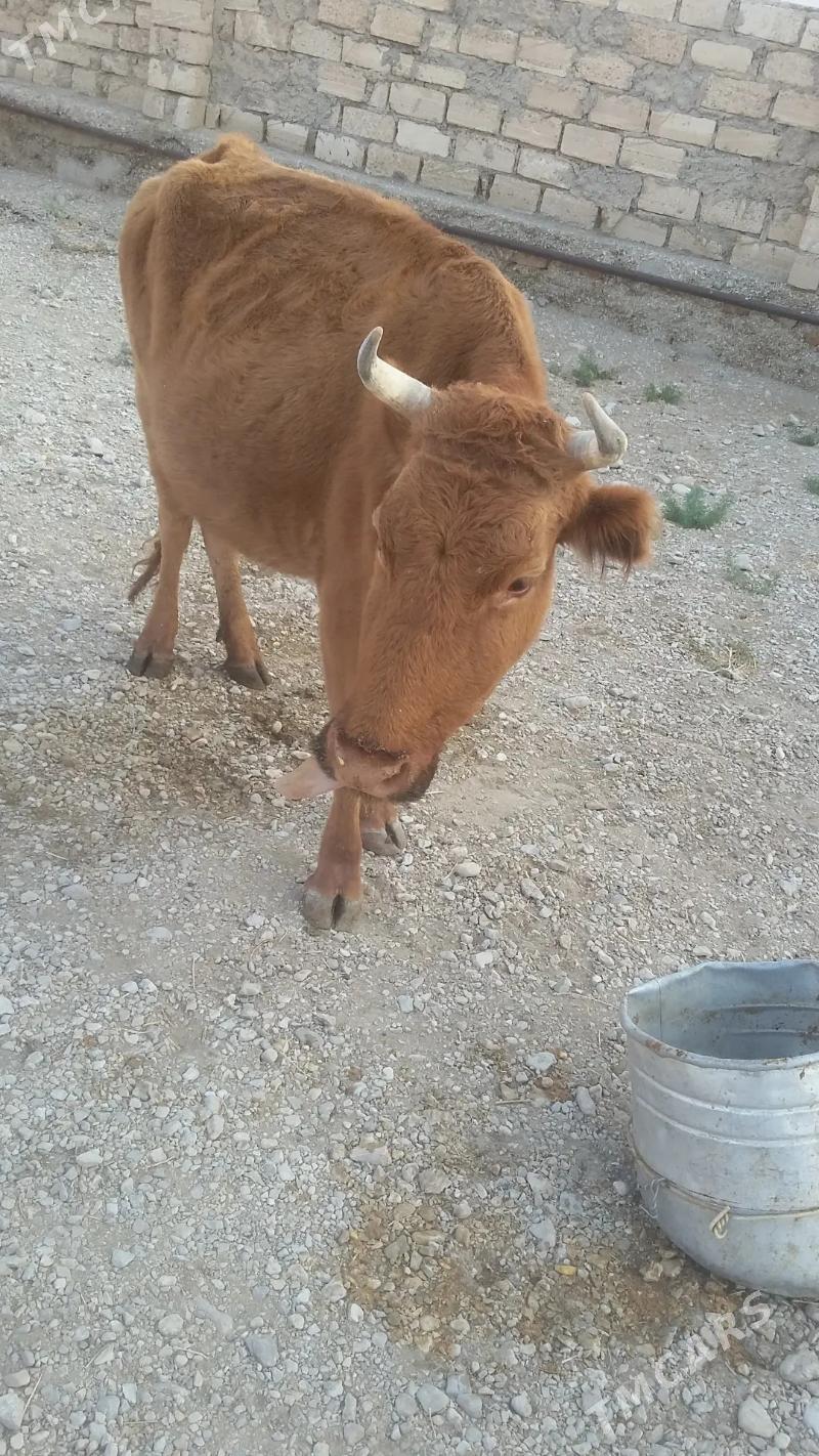 Sygyr - Балканабат - img 1