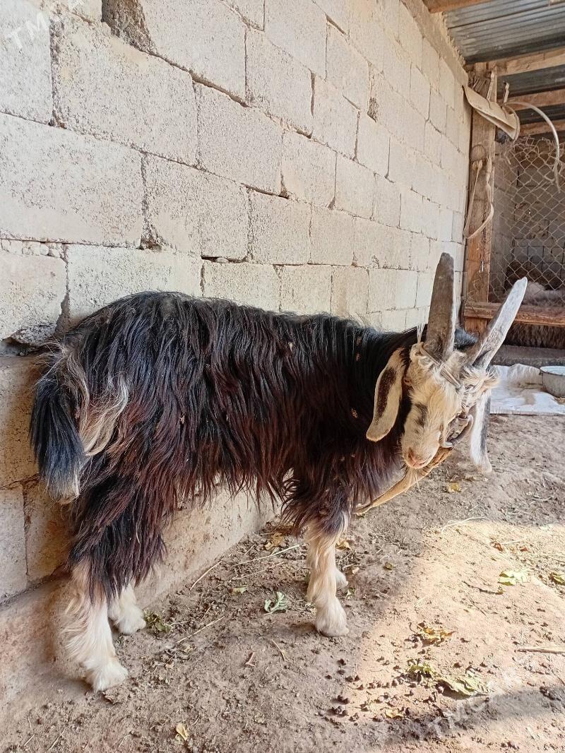 Geçi - Gökdepe - img 4