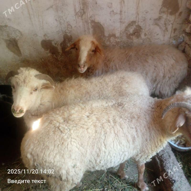 Merenos Goýun Bogoz - Гёкдепе - img 3