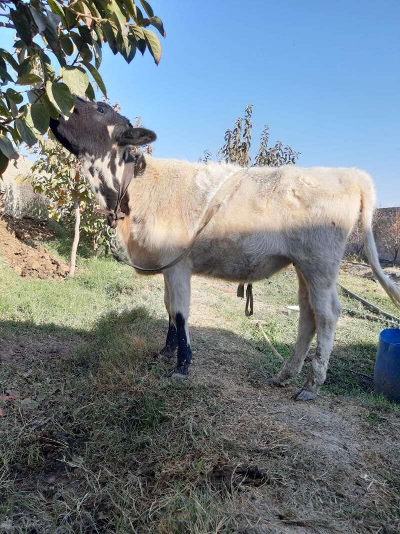 Tüwe - Гёкдепе - img 3