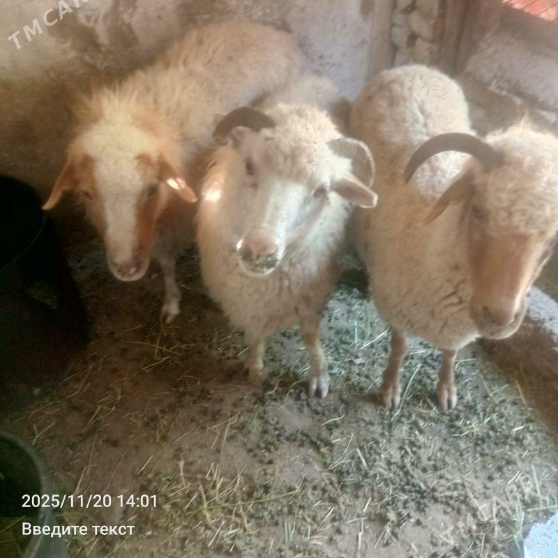 Merenos Goýun Bogoz - Гёкдепе - img 2