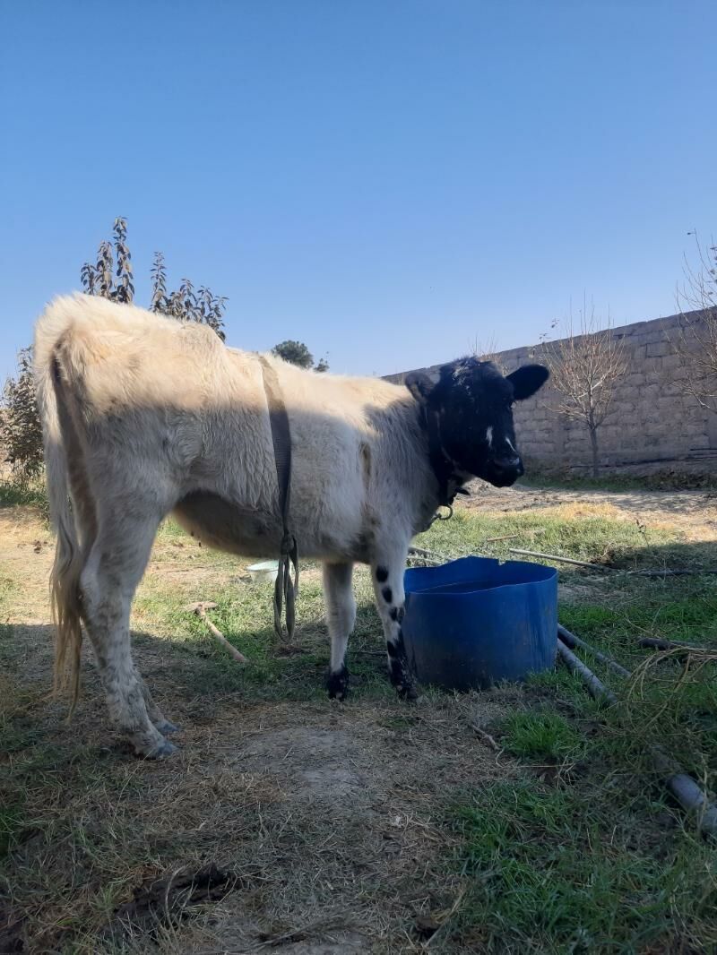 Tüwe - Гёкдепе - img 2