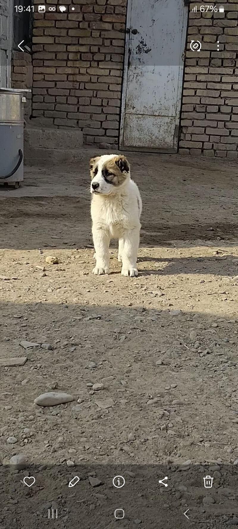 Turkmen alabayy - Tejen - img 2