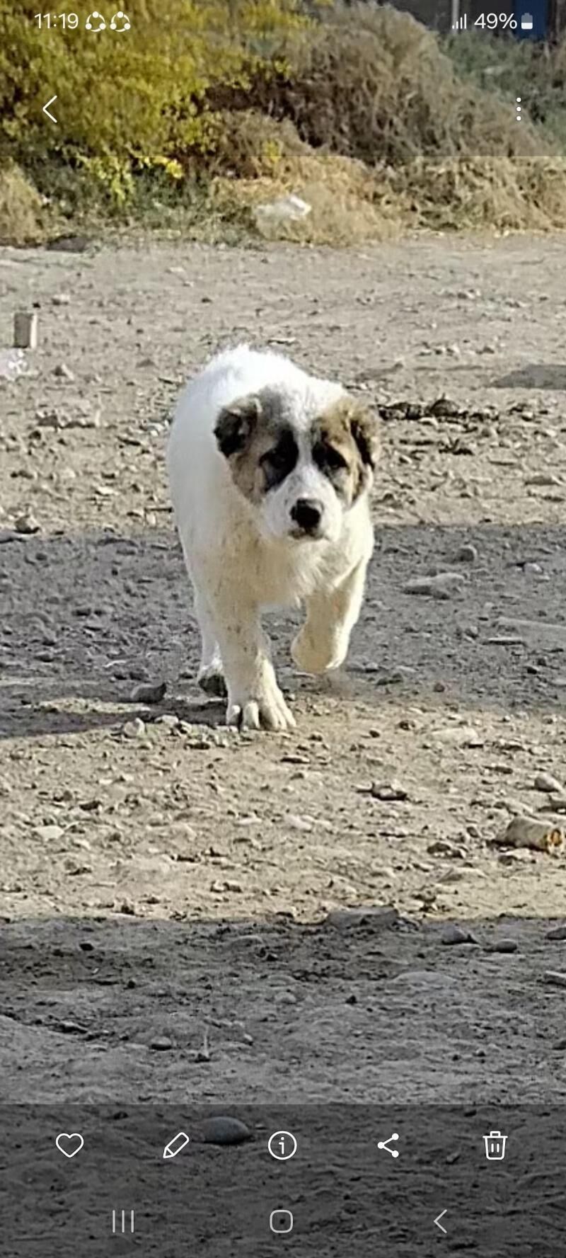 Turkmen alabayy - Tejen - img 5