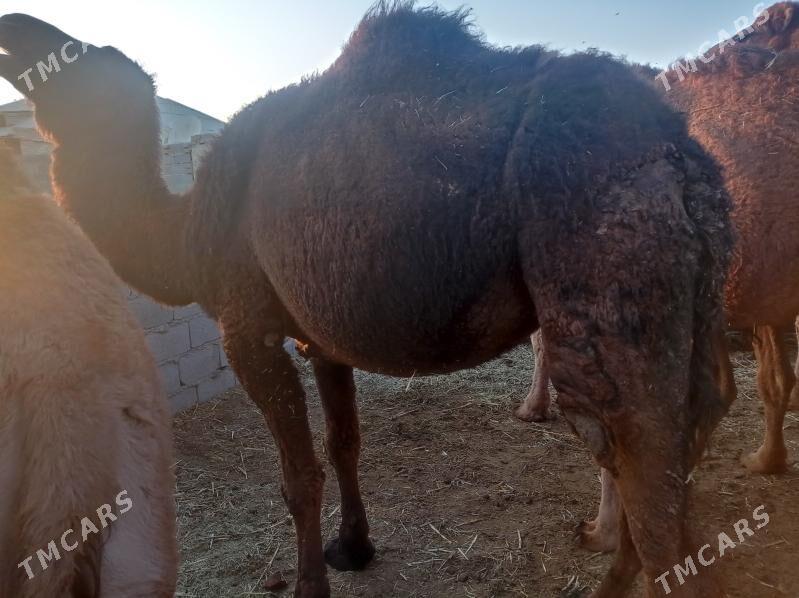 gysyr duye - Бахарден - img 4