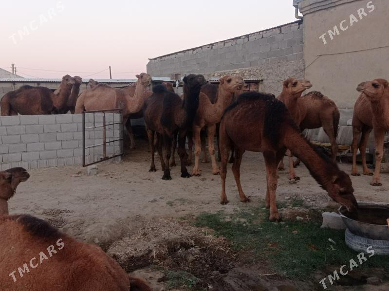 gysyr duye - Бахарден - img 1